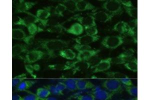 Immunofluorescence (IF) image for anti-Glutamate Dehydrogenase 1 (GLUD1) antibody (ABIN7263621)