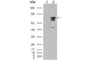 Western Blot showing using BRAF antibody used against HEK293T cells transfected with the pCMV6-ENTRY control (1) and pCMV6-ENTRY Braf cDNA (2).
