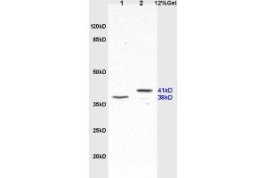 SDS-PAGE (SDS) image for anti-Surfactant Protein D (SFTPD) (AA 301-375) antibody (ABIN731678)