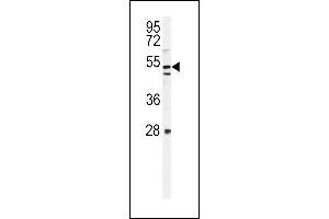 KI Antibody (C-term) (ABIN654471 and ABIN2844205) western blot analysis in mouse NIH-3T3 cell line lysates (35 μg/lane). (KIAA1609 antibody  (C-Term))