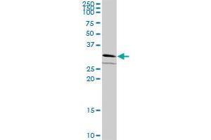 ATPBD1B MaxPab polyclonal antibody. (GPN2 antibody  (AA 1-310))