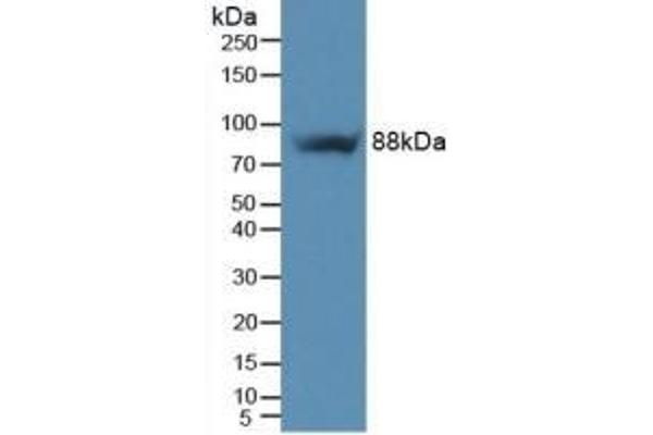 Integrin beta 5 anticorps  (AA 137-378)