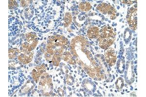 FAH antibody was used for immunohistochemistry at a concentration of 4-8 ug/ml to stain Epithelial cells of renal tubule (arrows) in Human Kidney.