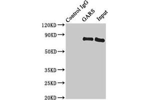 Immunoprecipitating GARS in HL60 whole cell lysate Lane 1: Rabbit control IgG instead of (1 μg) instead of ABIN7154194 in HL60 whole cell lysate. (GARS antibody  (AA 1-389))