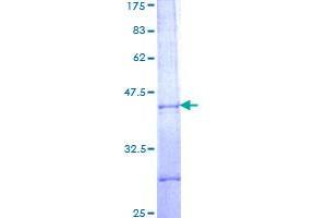 PBX2 Protein (AA 153-245) (GST tag)