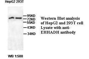 Image no. 2 for anti-Enoyl-CoA, Hydratase/3-Hydroxyacyl CoA Dehydrogenase (EHHADH) antibody (ABIN791209)