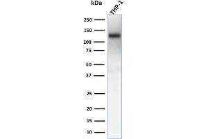 Western Blot Analysis of human THP-1 cell lysate using CD31 Recombinant Mouse Monoclonal Antibody (rC31. (Recombinant CD31 antibody)