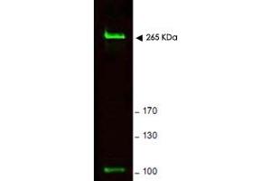 Western blot using Rif1 polyclonal antibody  shows detection of a band ~ 265 KDa corresponding to mouse Rif1 (arrowhead). (RIF1 antibody  (AA 2406-2419))