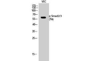 Western Blot analysis of VEC cells with Phospho-Smad2/3 (Thr8) Polyclonal Antibody (Smad2/3 antibody  (pThr8))