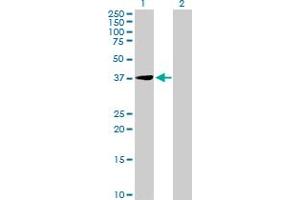 Western Blot analysis of EIF2B2 expression in transfected 293T cell line by EIF2B2 MaxPab polyclonal antibody. (EIF2B2 antibody  (AA 1-351))