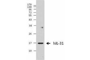 Western Blotting (WB) image for anti-Interleukin 31 (IL31) antibody (ABIN2665158) (IL-31 antibody)
