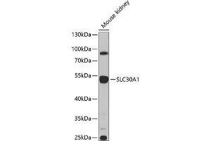 Western blot analysis of extracts of mouse kidney, using SLC30 antibody (ABIN6134927, ABIN6147967, ABIN6147970 and ABIN6225290) at 1:1000 dilution.