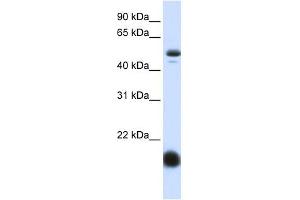 SLC22A7 antibody used at 1 ug/ml to detect target protein. (SLC22A7 antibody)
