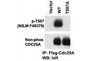 Western Blotting (WB) image for anti-Cell Division Cycle 25 Homolog A (S. Pombe) (CDC25A) (pThr507) antibody (ABIN3030450)