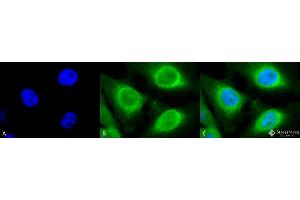 Immunocytochemistry/Immunofluorescence analysis using Rabbit Anti-GRP94 Polyclonal Antibody . (GRP94 antibody  (C-Term) (HRP))