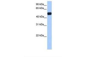 Image no. 1 for anti-Nuclear Receptor Subfamily 0, Group B, Member 1 (NR0B1) (N-Term) antibody (ABIN6738413)