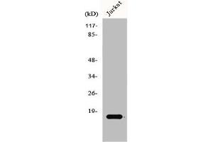 Western Blot analysis of Jurkat cells using GADD 45γ Polyclonal Antibody (GADD45G antibody  (C-Term))