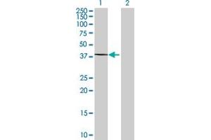Western Blot analysis of SGK196 expression in transfected 293T cell line by SGK196 MaxPab polyclonal antibody. (SGK196 antibody  (AA 1-350))