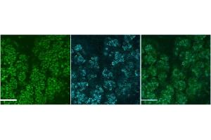 ABIN2563964 (4ug/ml) staining of Mouse SubMandibular Gland cells at E18. (MUC19 antibody  (Internal Region))