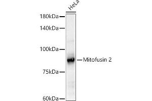 Western blot analysis of extracts of HeLa cells, using Mitofusin 2 antibody (ABIN6133825, ABIN6143800, ABIN6143803 and ABIN6216518) at 1:500 dilution. (MFN2 antibody  (AA 500-600))
