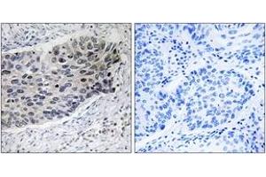 Immunohistochemistry (IHC) image for anti-Pyruvate Carboxylase (PC) (AA 357-406) antibody (ABIN2890557) (PC antibody  (AA 357-406))
