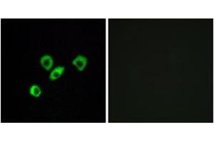 Immunofluorescence analysis of MCF7 cells, using OR10Z1 Antibody. (OR10Z1 antibody  (AA 201-250))