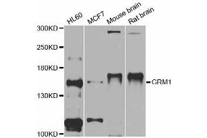 Western blot analysis of extracts of various cell lines, using GRM1 antibody (ABIN5997848) at 1/1000 dilution. (Metabotropic Glutamate Receptor 1 antibody)