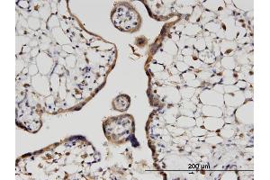 Immunoperoxidase of monoclonal antibody to HOOK3 on formalin-fixed paraffin-embedded human placenta. (HOOK3 antibody  (AA 622-718))