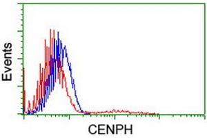 Image no. 2 for anti-Centromere Protein H (CENPH) antibody (ABIN1497472) (CENPH antibody)
