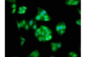 Immunofluorescence staining of HepG2 cells with ABIN7167140 at 1:133, counter-stained with DAPI. (RASSF7 antibody  (AA 300-368))