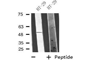 Western blot analysis of extracts from HT-29 cells, using VANGL1 antibody. (Vangl1 antibody  (Internal Region))