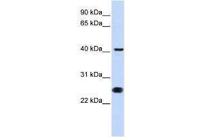 CDC25C antibody (70R-10478) used at 0. (CDC25C antibody  (N-Term))