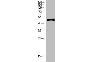 Western Blot analysis of hela cells using primary antibody diluted at 1:500(4 °C overnight). (C1RL antibody  (AA 371-420))