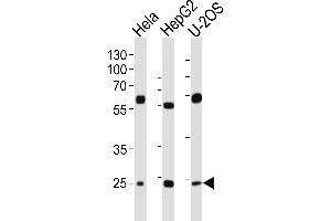 Western blot analysis of lysates from Hela, HepG2, U-2OS cell line (from left to right), using TFAM Antibody at 1:1000 at each lane.