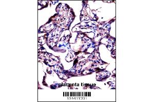 STS Antibody immunohistochemistry analysis in formalin fixed and paraffin embedded human placenta tissue followed by peroxidase conjugation of the secondary antibody and DAB staining. (STS antibody  (C-Term))