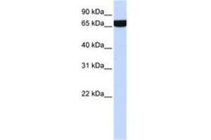 Image no. 1 for anti-Heparan Sulfate 2-O-Sulfotransferase 1 (HS2ST1) (AA 252-301) antibody (ABIN6743487)