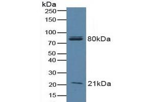 BAD antibody  (AA 1-168)