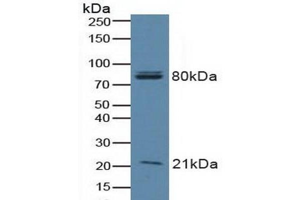 BAD antibody  (AA 1-168)