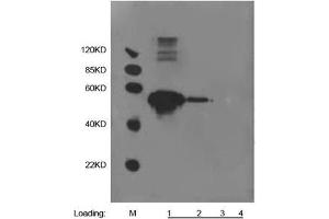 Lane 1: 500 ng Multiple Tag (Purified) (ABIN1536315) Lane 2: 100 ng Multiple Tag (Purified) (ABIN1536315) Lane 3: 20 ng Multiple Tag (Purified) (ABIN1536315) Lane 4: 20 µL 293 cell lysatePrimary antibody: 1 µg/mL Anti-HA-tag [Biotin] Monoclonal Antibody (Mouse) (ABIN387713) Secondary antibody: Goat Anti-Mouse IgG (H&L) [HRP] Polyclonal Antibody (ABIN398387, 1: 10,000) (alpha Tubulin antibody)