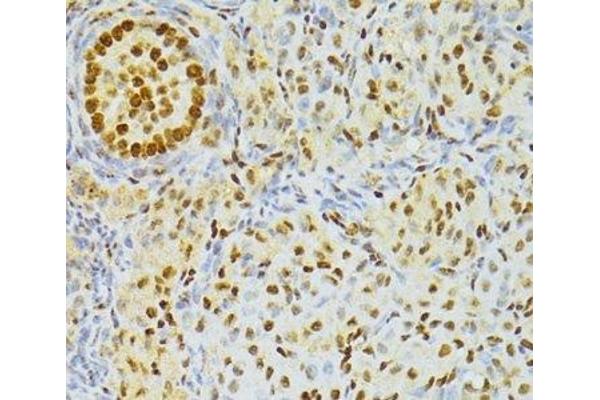 THO Complex 4 antibody