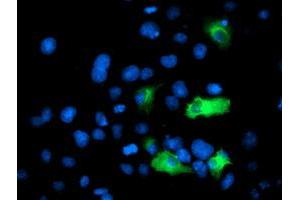 Anti-ANAPC2 mouse monoclonal antibody (ABIN2454934) immunofluorescent staining of COS7 cells transiently transfected by pCMV6-ENTRY ANAPC2 (RC207539). (ANAPC2 antibody)