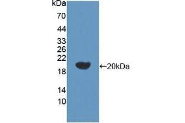 BACE2 anticorps  (AA 230-396)