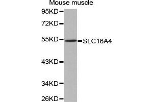 Western Blotting (WB) image for anti-Solute Carrier Family 16 (Monocarboxylic Acid Transporters), Member 4 (SLC16A4) (AA 250-350) antibody (ABIN3023454) (SLC16A4 antibody  (AA 250-350))
