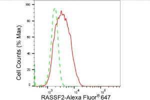 anti-Ras Association (RalGDS/AF-6) Domain Family Member 2 (RASSF2) antibody