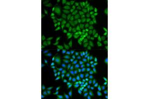 Immunofluorescence (IF) image for anti-Glutaredoxin 1 (GRX1) antibody (ABIN1876503) (Glutaredoxin 1 antibody)