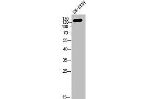 Western Blot analysis of SH-SY5Y cells using COL4A2 Polyclonal Antibody (COL4a2 antibody  (N-Term))