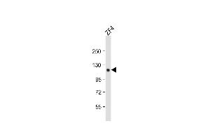 Anti-Zebrafish stil Antibody (C-term)at 1:2000 dilution + ZF4 whole cell lysates Lysates/proteins at 20 μg per lane. (STIL antibody  (C-Term))