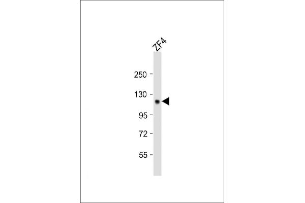 STIL antibody  (C-Term)