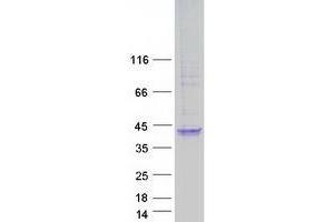Transmembrane Protein 110 (TMEM110) protein (Myc-DYKDDDDK Tag)