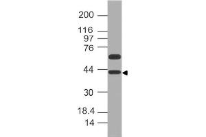 Image no. 1 for anti-Developmental Pluripotency Associated 4 (DPPA4) (AA 1-206) antibody (ABIN5027166) (DPPA4 antibody  (AA 1-206))